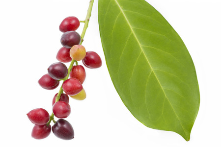 Cherry laurel (Prunus laurocerasus), fruitsの写真素材