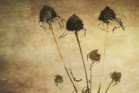 Withered echinacea flowers on grunge backgroundの写真素材