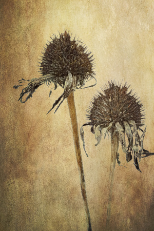 Withered echinacea flowers on grunge backgroundの写真素材