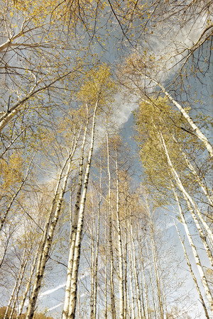 Birch forest in autumn, retro-lookの写真素材