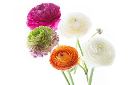 Ranunculus asiaticus on white background