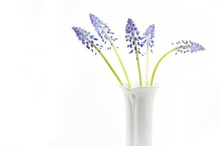 Muscari flowers on white backgroundの写真素材