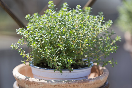 Thyme plant in a clay potの写真素材