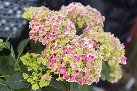 Single Hydrangea flower outside in a garden