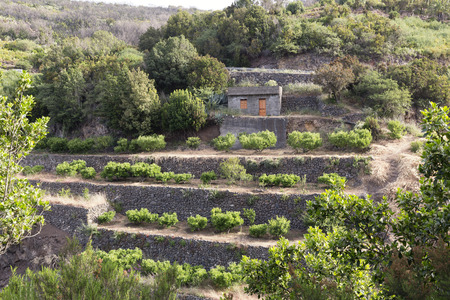 Agriculture on Gomera Iceland Spainの写真素材