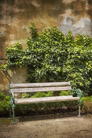 Wooden bench in front of a weathered wall with ivyの写真素材