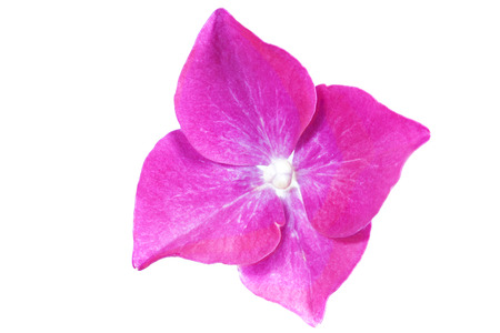 Hydrangea flower, closeup on white background