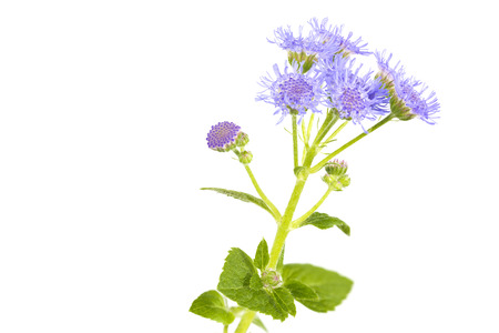 Ageratum houstonianum flower, Macro shot