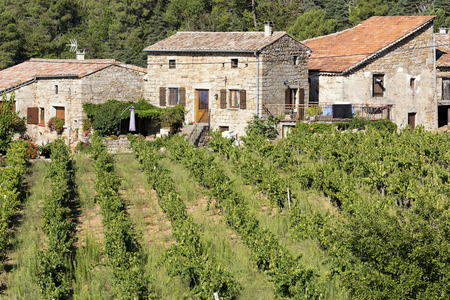 Vineyards in the Ardeche district, Franceの写真素材