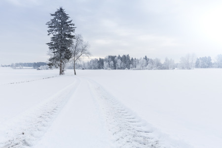 Winter landscape with tractor trackの写真素材