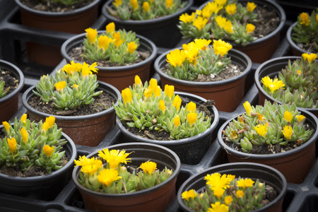 Delosperma congestum flowers in small potsの写真素材