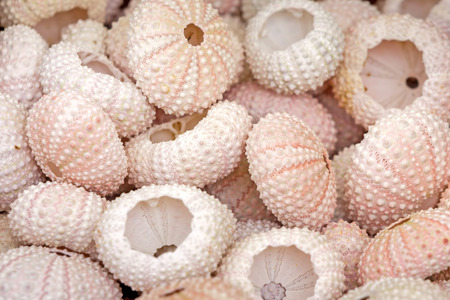 See urchin shells, closeupの写真素材