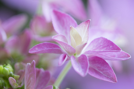 Hydrangea flower, type "You and me romance"の写真素材