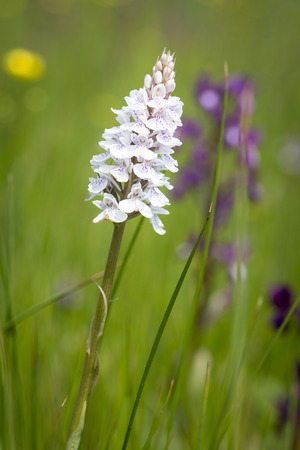 Wild Orchids growing on the channel island of Jersey, UKの写真素材