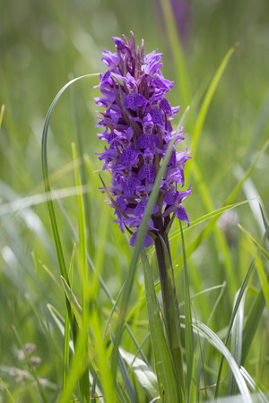 Wild Orchids growing on the channel island of Jersey, UKの写真素材