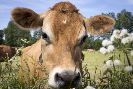 Typical Jersey Cows on Jersey island, UKの写真素材