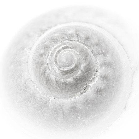 Sea snail closeup, square format, soft edgesの写真素材