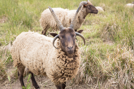 Jacobs sheeps on a meadowの写真素材
