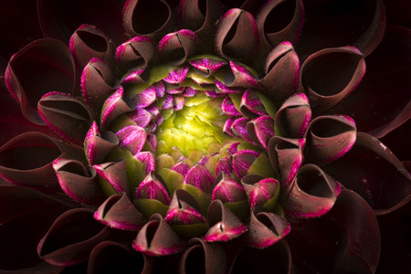 Dahlia closeupの写真素材