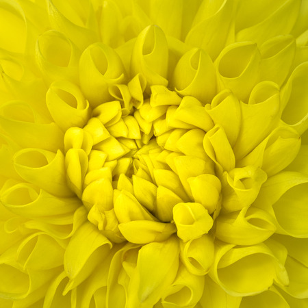 Dahlia closeupの写真素材