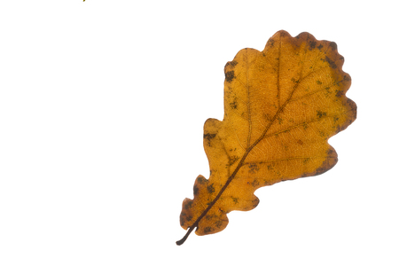 Oak tree leaf isolated on white backgroundの写真素材