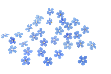 Forget me not flowers, closeup, isolatedの写真素材