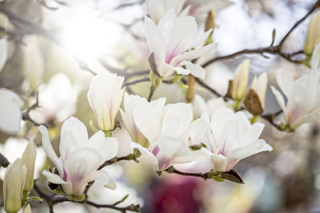 Blooming magnolia in springの写真素材