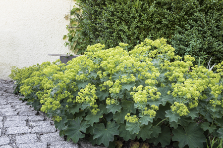 Alchemilla flowers in the Garden, closeupの写真素材