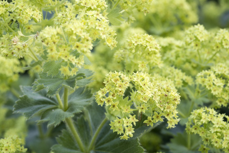 Alchemilla flowers in the Garden, closeupの写真素材