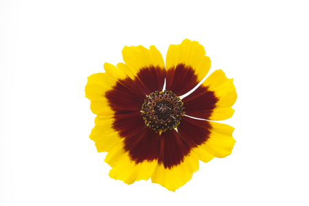 Single Coreopsis lanceolata flower, isolated on whiteの写真素材