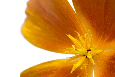 Californian poppy (Eschscholzia californica), isolated on whiteの写真素材