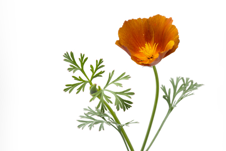 California poppy (Eschscholzia californica), isolated on whiteの写真素材