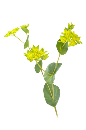Bupleurum rotundifolium closeup, isolated on white background