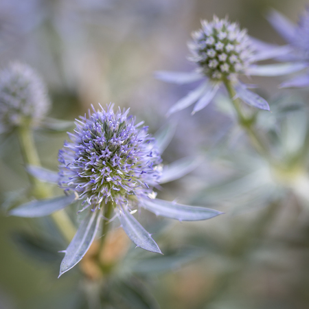 Eryngium planum flowers in the garden, square formatの写真素材