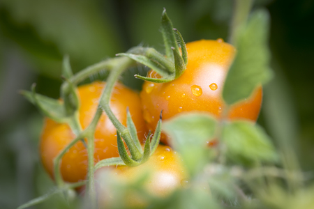 Growing tomatoes in the garden, closeupの写真素材