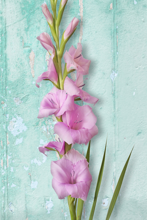 Single Gladiolus flower on weathered woodの写真素材