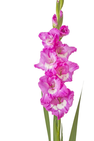 Single Gladiolus flower isolated on white backgroundの写真素材
