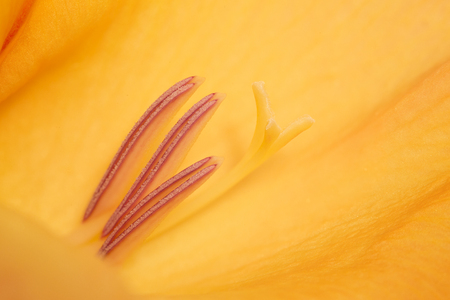 Orange Gladiolus flower Makro shotの写真素材