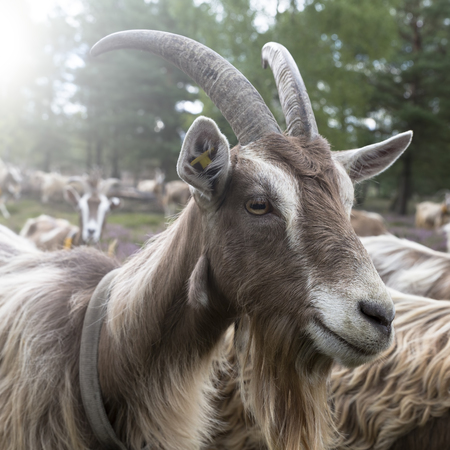 Goat portrait, taken outside in the heath, Germany