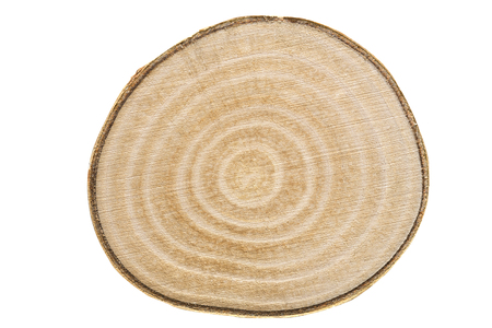 Young birch wood, cross section on whiteの写真素材