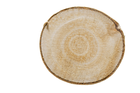 Young birch wood, cross section on whiteの写真素材