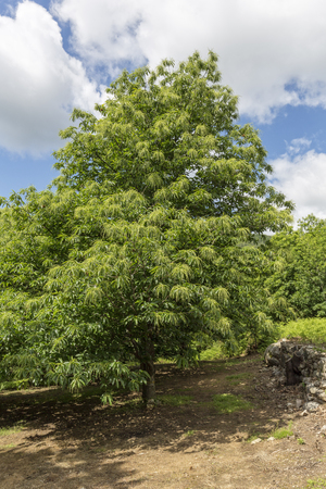 Blooming chestnut tree (Castanea sativa)の写真素材