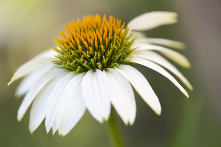 WeiÃer Sonnenhut (Echinacea) im Gartenの写真素材