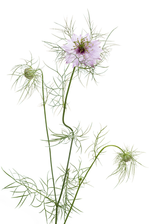 Nigella damascena flower on white backgroundの写真素材