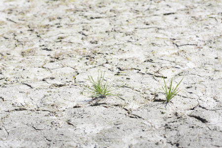 Cracked earth with a tiny plantの写真素材