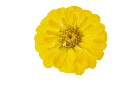 Yellow Zinnia (Zinnia violacea), isolated on whiteの写真素材