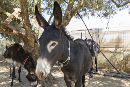 Donkey on a farm in Greece, Europeの写真素材