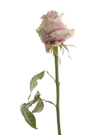 Dried rose standing in front of white backgroundの写真素材