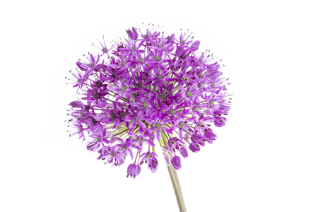 Single allium flower isolated on white backgroundの写真素材