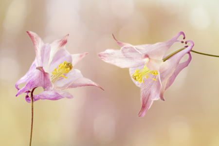 Two aquilegia vulgaris flowers with texture overlayの写真素材